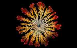 Bacteria