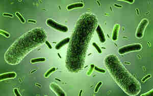 Bacteria